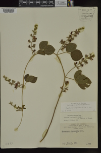 Rhynchosia latifolia image