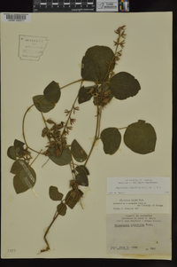 Rhynchosia latifolia image