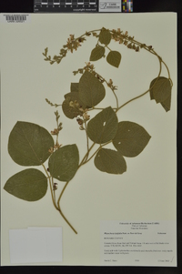 Rhynchosia latifolia image