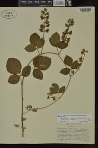 Rhynchosia latifolia image