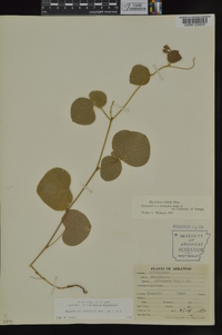 Rhynchosia latifolia image