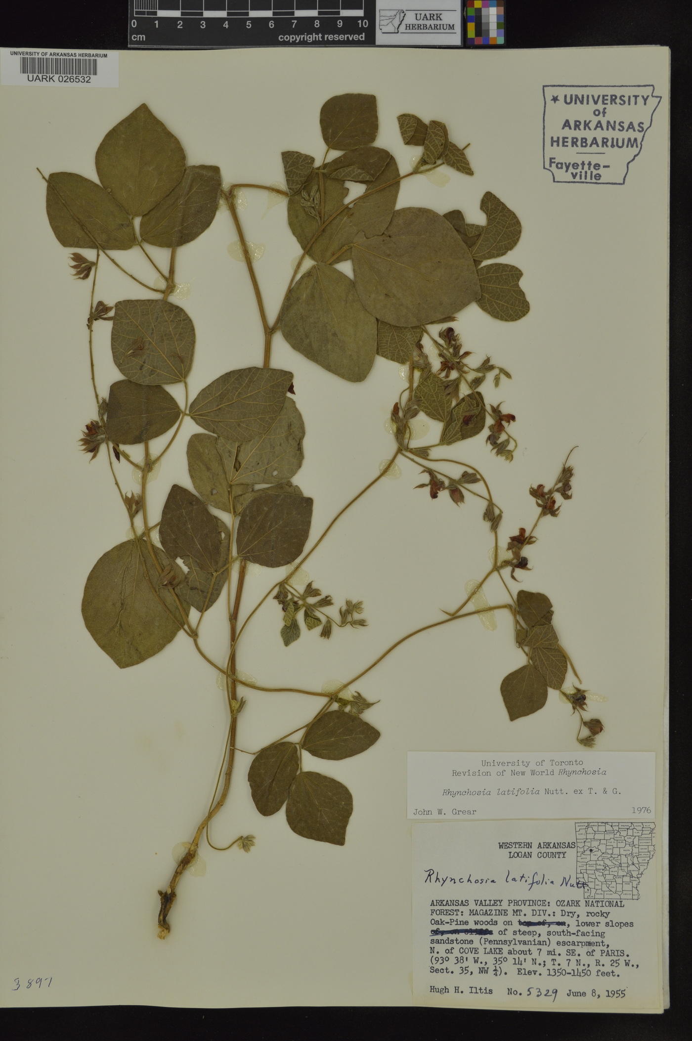 Rhynchosia latifolia image