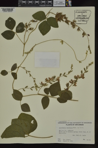 Rhynchosia latifolia image