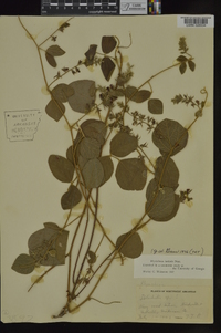 Rhynchosia latifolia image