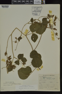 Rhynchosia latifolia image