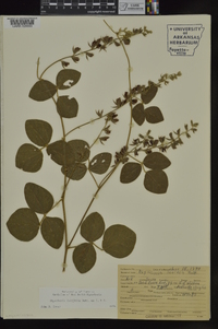 Rhynchosia latifolia image