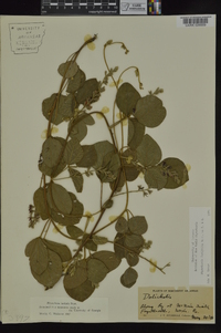 Rhynchosia latifolia image