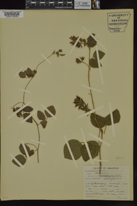 Rhynchosia latifolia image