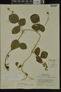 Rhynchosia latifolia image