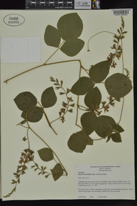 Rhynchosia latifolia image