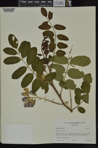 Robinia hispida image