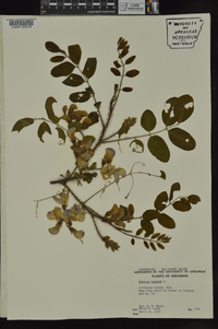 Robinia hispida image