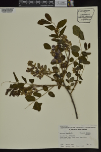 Robinia hispida image