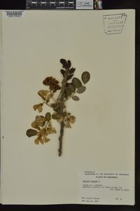 Robinia hispida image