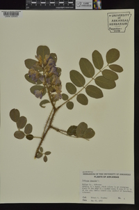 Robinia hispida image