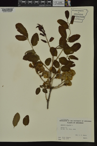 Robinia hispida image