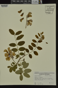 Robinia hispida image