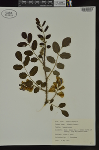 Robinia hispida image