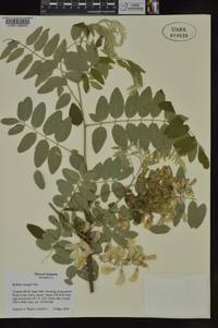 Robinia viscosa image