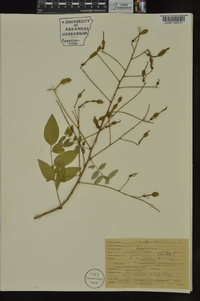 Sophora japonica image