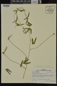 Strophostyles leiosperma image