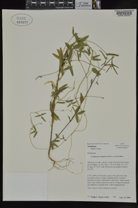 Strophostyles leiosperma image