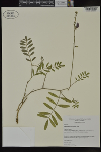 Tephrosia onobrychoides image