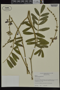 Tephrosia onobrychoides image