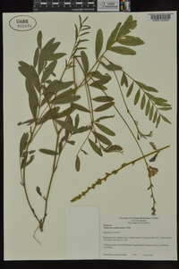 Tephrosia onobrychoides image