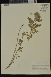 Tephrosia virginiana var. virginiana image