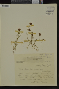 Trifolium carolinianum image