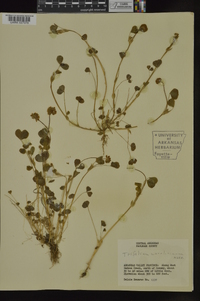 Trifolium carolinianum image