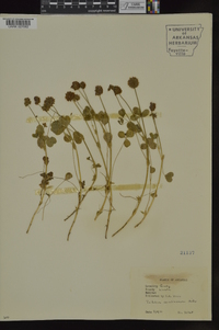 Trifolium carolinianum image