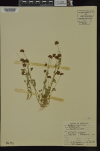 Trifolium carolinianum image