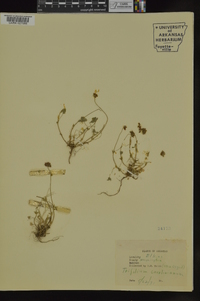 Trifolium carolinianum image