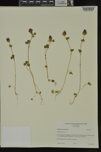 Trifolium incarnatum image