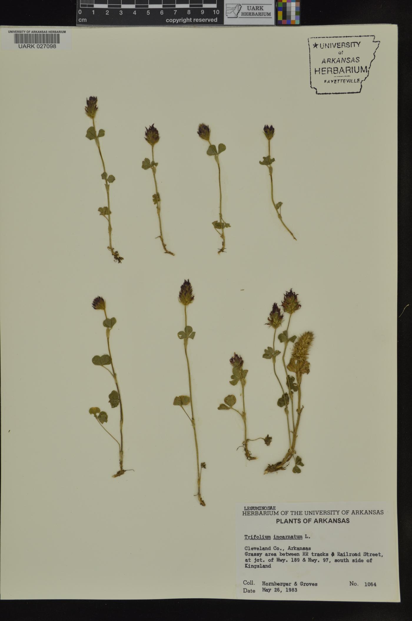 Trifolium incarnatum image