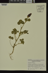 Trifolium incarnatum image