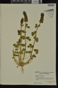 Trifolium incarnatum image