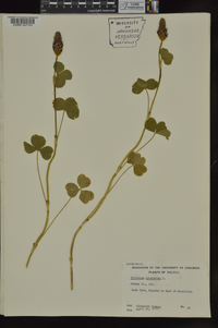Trifolium incarnatum image