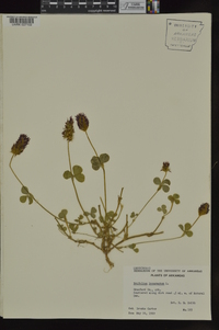 Trifolium incarnatum image