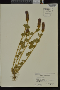 Trifolium incarnatum image