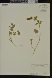 Trifolium incarnatum image