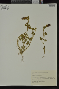 Trifolium incarnatum image