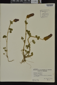 Trifolium incarnatum image