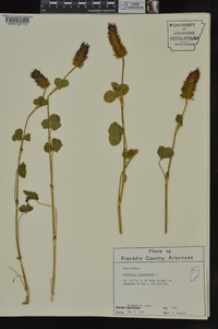 Trifolium incarnatum image