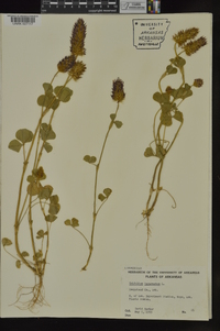 Trifolium incarnatum image