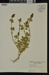 Trifolium incarnatum image