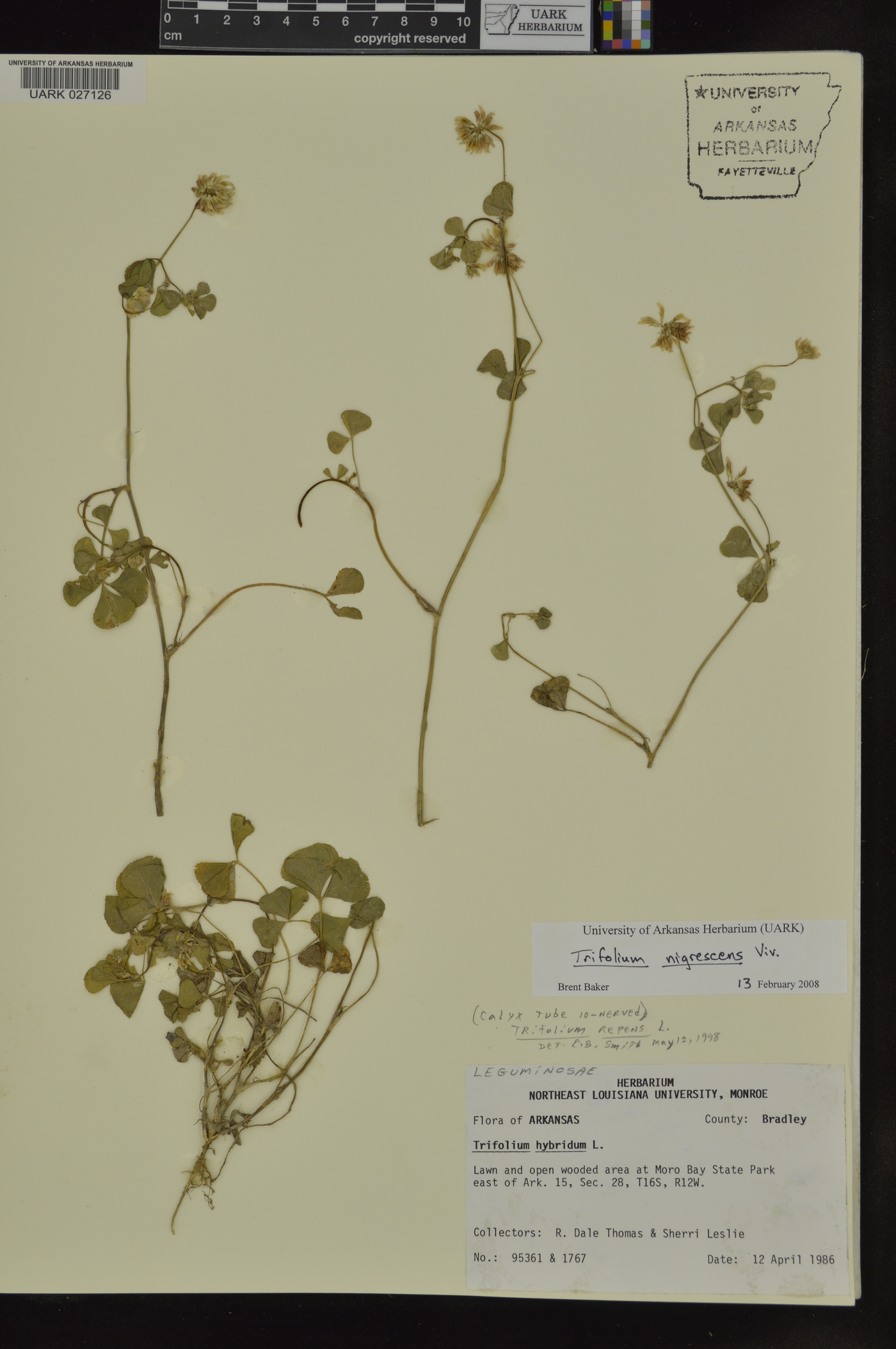 Trifolium nigrescens image