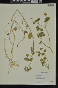 Trifolium nigrescens image